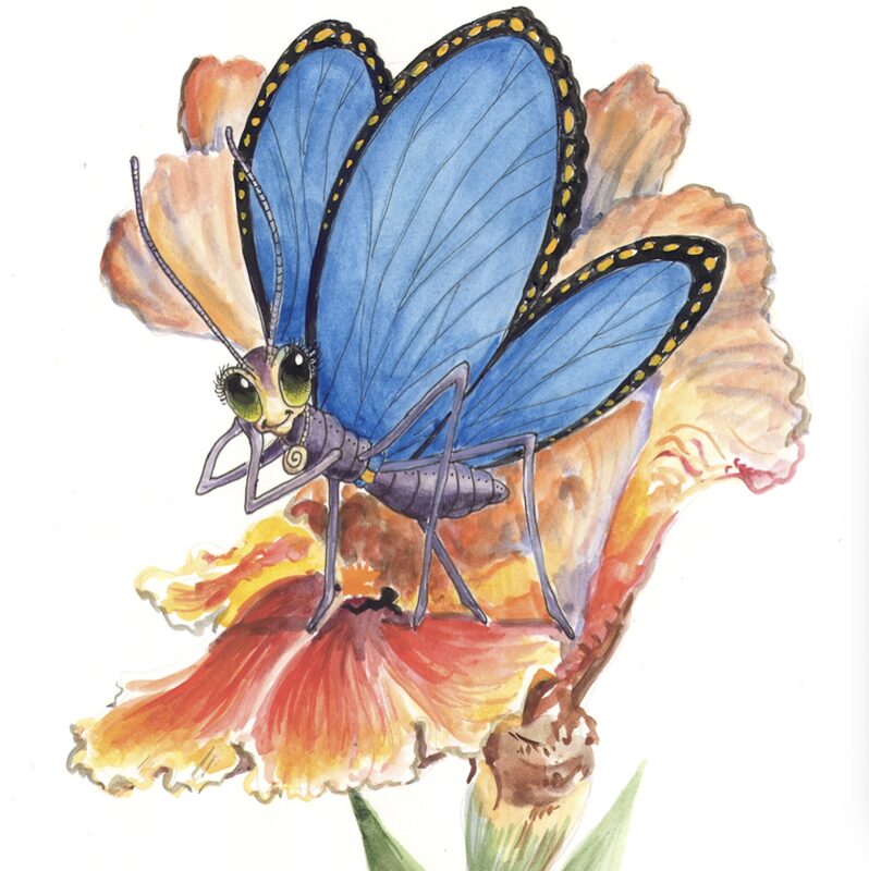Bailey the Butterfly