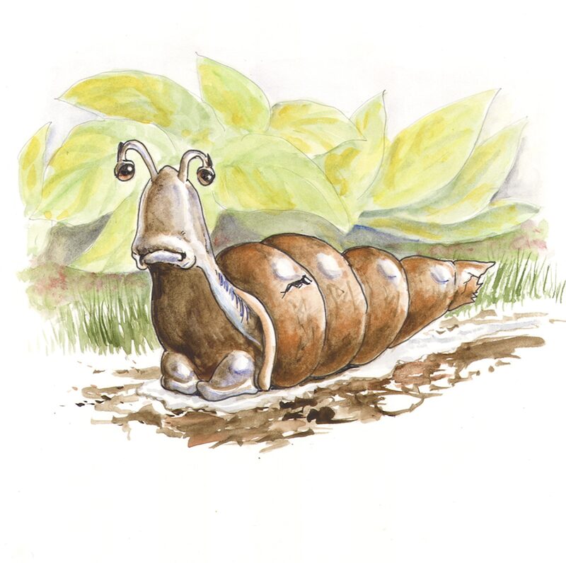 Sammy the Snail